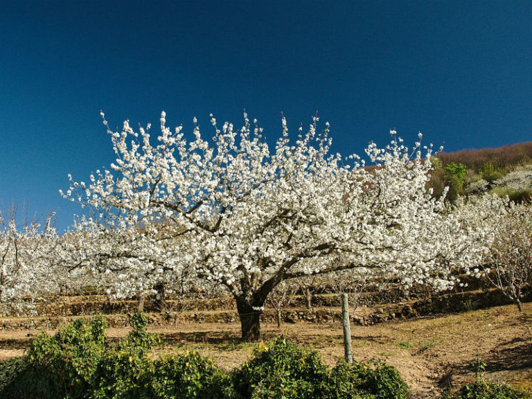 Lee más sobre el artículo Concurso – Cartel anunciador para la Fiesta de Interés Turístico Nacional del Cerezo en Flor 2025