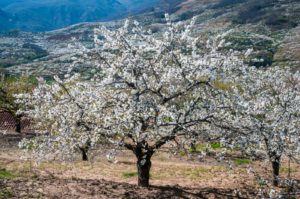 Cerezo en Flor.